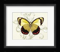 Butterfly Theme II Framed Print