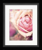 Rosie Pink I Fine Art Print