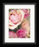 Rosie Pink II Fine Art Print