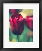 Tulip Sway I Fine Art Print