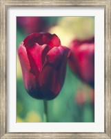 Tulip Sway I Fine Art Print