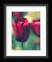 Tulip Sway I Fine Art Print