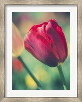 Tulip Sway II Fine Art Print