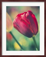 Tulip Sway II Fine Art Print