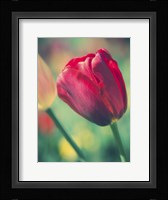 Tulip Sway II Fine Art Print