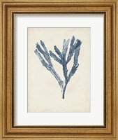 Seaweed Specimens I Fine Art Print