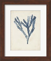 Seaweed Specimens I Fine Art Print