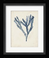 Seaweed Specimens I Framed Print