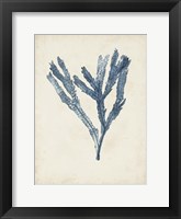 Seaweed Specimens I Framed Print