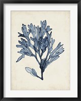 Seaweed Specimens II Fine Art Print