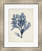 Seaweed Specimens II Fine Art Print