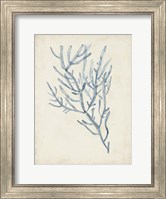 Seaweed Specimens III Fine Art Print