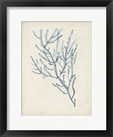 Seaweed Specimens III Fine Art Print