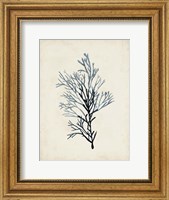 Seaweed Specimens IV Fine Art Print