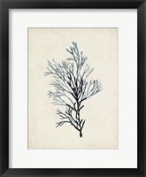 Seaweed Specimens IV Fine Art Print