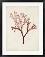 Seaweed Specimens V Fine Art Print