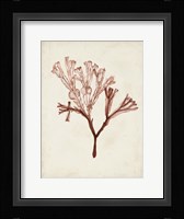 Seaweed Specimens V Framed Print
