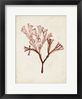Seaweed Specimens V Framed Print