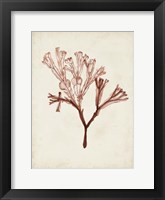 Seaweed Specimens V Framed Print