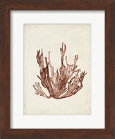 Seaweed Specimens VII Fine Art Print