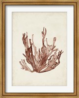 Seaweed Specimens VII Fine Art Print