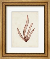 Seaweed Specimens VIII Fine Art Print