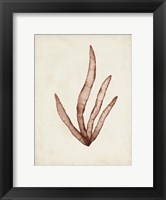 Seaweed Specimens VIII Fine Art Print