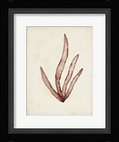 Seaweed Specimens VIII Framed Print