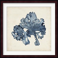 Seaweed Specimens IX Fine Art Print