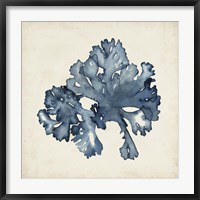 Seaweed Specimens IX Fine Art Print