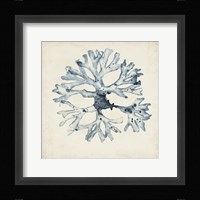 Seaweed Specimens X Framed Print