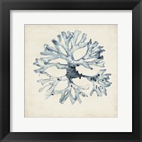 Seaweed Specimens X Framed Print