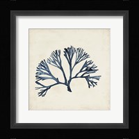 Seaweed Specimens XI Framed Print