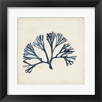 Seaweed Specimens XI Framed Print