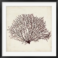 Seaweed Specimens XII Fine Art Print