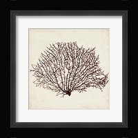 Seaweed Specimens XII Framed Print