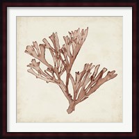 Seaweed Specimens XIII Fine Art Print
