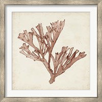 Seaweed Specimens XIII Fine Art Print