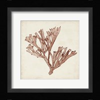 Seaweed Specimens XIII Framed Print