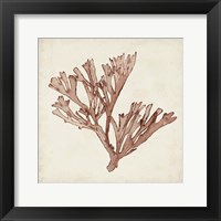 Seaweed Specimens XIII Framed Print