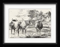 Rural Charms I Framed Print