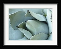 Agave Detail I Fine Art Print