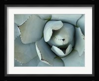 Agave Detail II Framed Print