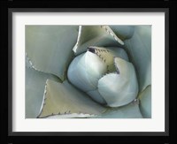 Agave Detail III Framed Print
