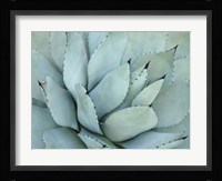 Agave Detail IV Framed Print