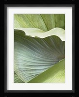 Banana Leaf I Fine Art Print