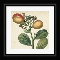 Garden Bounty I Fine Art Print