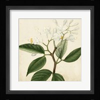 Garden Bounty VI Fine Art Print