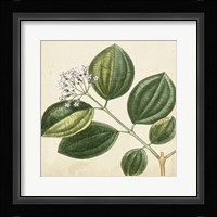 Garden Bounty VII Fine Art Print