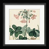 Garden Bounty VIII Fine Art Print